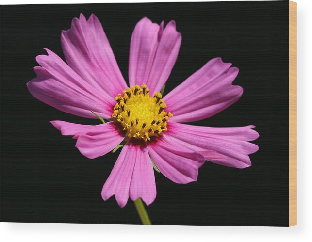 Bright Wood Print featuring the photograph Cosmo Splendor by Tammy Pool