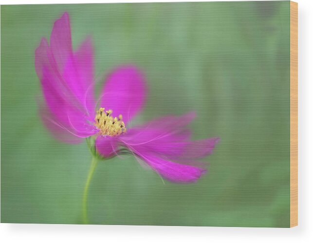 Macro Wood Print featuring the photograph Cosmos gets ready for the prom. by Usha Peddamatham