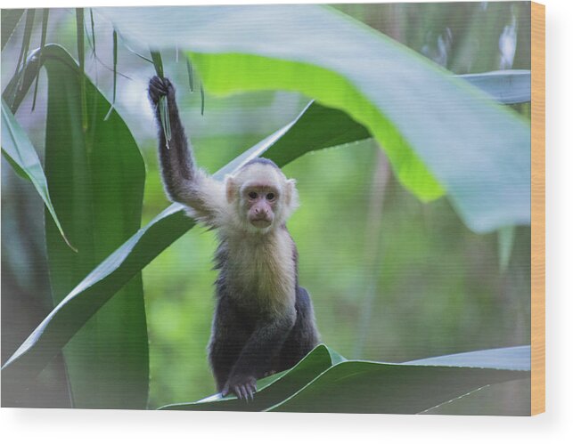 Costa Rica Wood Print featuring the photograph Costa Rica Monkeys 1 by Dillon Kalkhurst