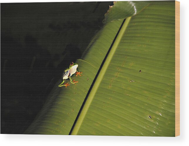 Costa Rica Wood Print featuring the photograph Costa Rica Red Eye Frog II by Jody Lovejoy