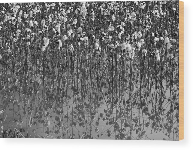 Cotton Wood Print featuring the photograph Cotton Abstract in Black and White by Kathy Clark