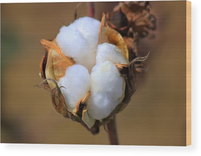 Cotton Wood Print featuring the photograph Cotton Boll by Barry Jones