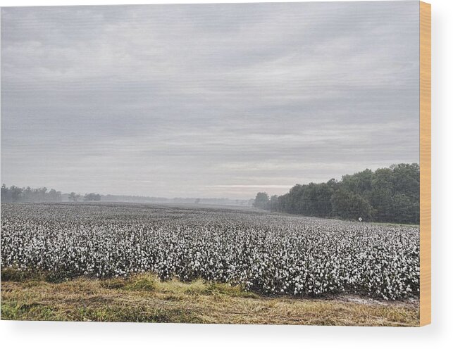 Landscapes Wood Print featuring the photograph Cotton Under The Mist by Jan Amiss Photography