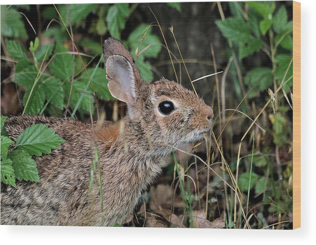Nature Wood Print featuring the photograph Cottontail Bunny Breakfast by Sheila Brown