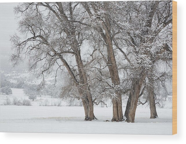 Cottonwood Wood Print featuring the photograph Cottonwood Companions by Denise Bush