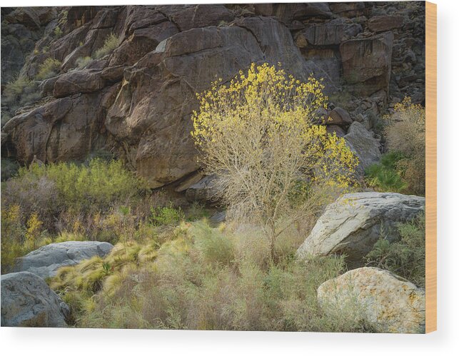 Anza Borrego Wood Print featuring the photograph Cottonwood in Borrego Palm Canyon by Alexander Kunz