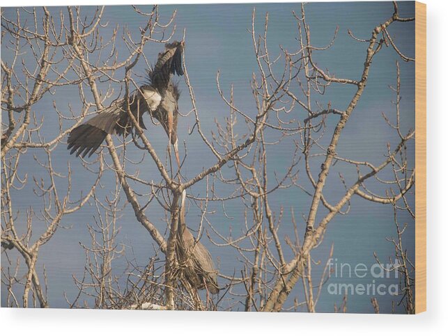 Courtship Wood Print featuring the photograph Courtship ritual of the Great Blue Heron by David Bearden