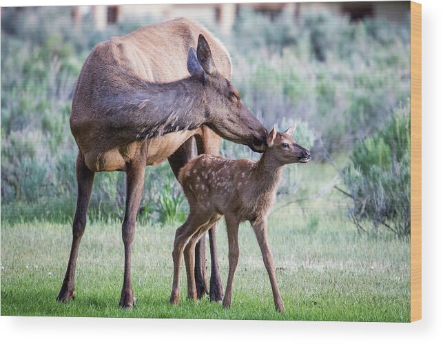 Elk Wood Print featuring the photograph Cow and Calf Elk by Wesley Aston
