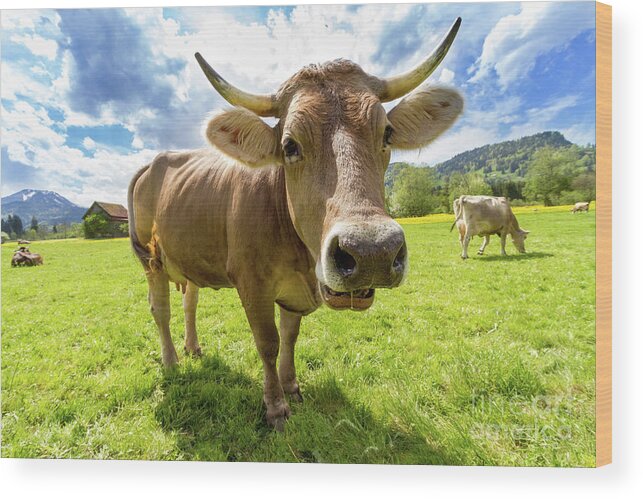 Photography Wood Print featuring the photograph Cow in Meadow by MGL Meiklejohn Graphics Licensing