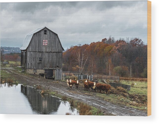 Cows Wood Print featuring the photograph Cow Life by Jaime Mercado