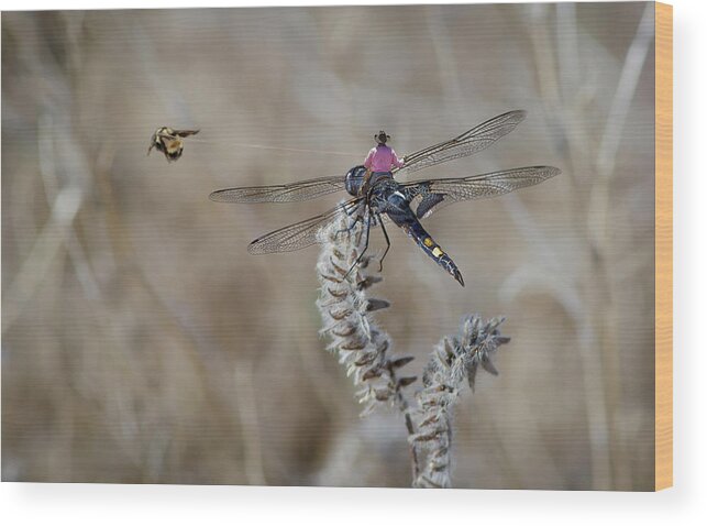 Dragonfly Wood Print featuring the digital art Cowboy Bee Roping by Rick Mosher