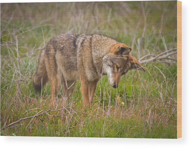 Bolsa Chica Wood Print featuring the photograph Coyote by Carl Jackson