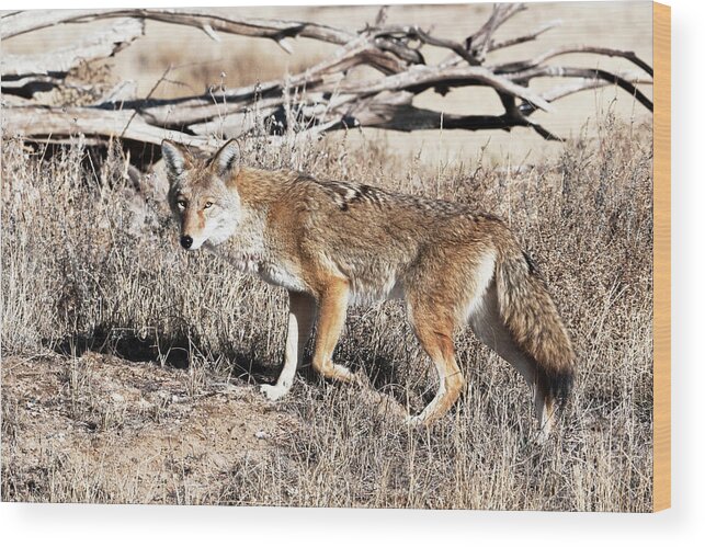 Will Life Wood Print featuring the photograph Coyote by Catherine Lau