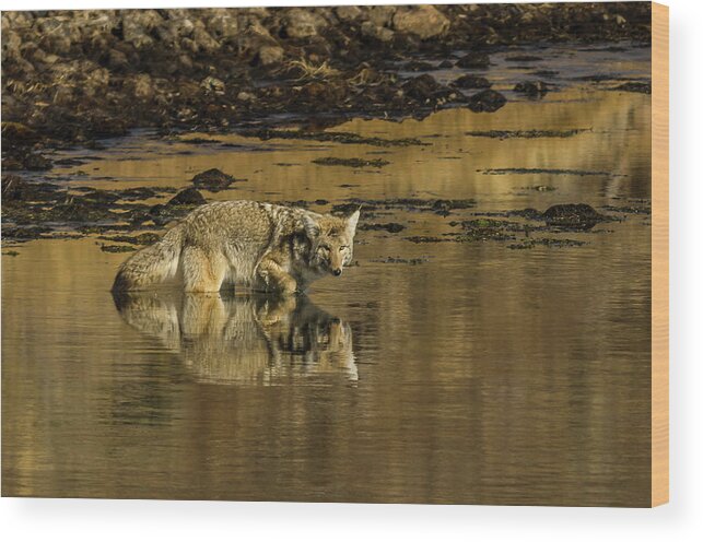Coyote Wood Print featuring the photograph Coyote Reflections by Yeates Photography