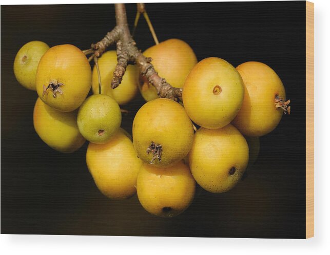 Crabapples Wood Print featuring the photograph Crab Apples at Sunrise by Don Schroder