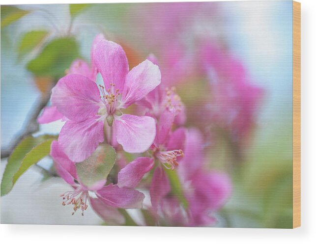 Jenny Rainbow Fine Art Photography Wood Print featuring the photograph Crabapple Tree Bloom by Jenny Rainbow