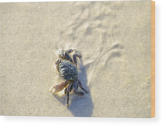 Crab Wood Print featuring the photograph Crawling Back to You by Spencer Hughes