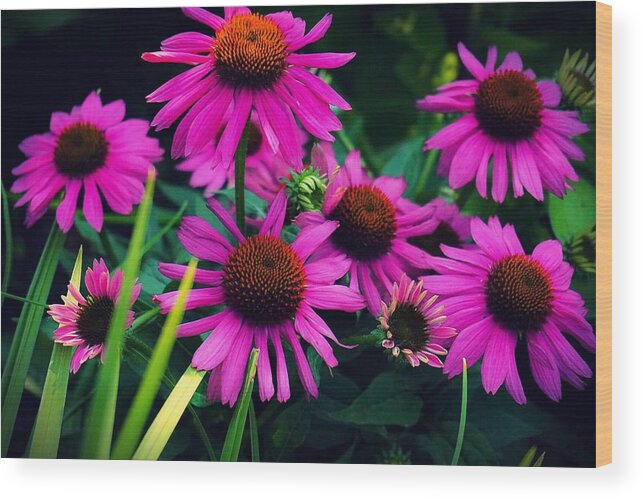  Wood Print featuring the photograph Crazy for Coneflowers by Kendall McKernon
