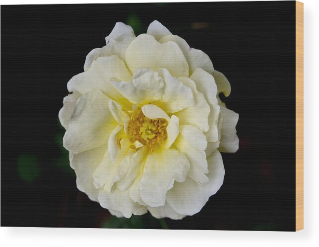 Rose Wood Print featuring the photograph Cream Rose on Black background. by Elena Perelman