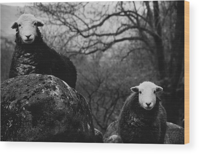 Sheep Wood Print featuring the photograph Creep Sheep by Justin Albrecht