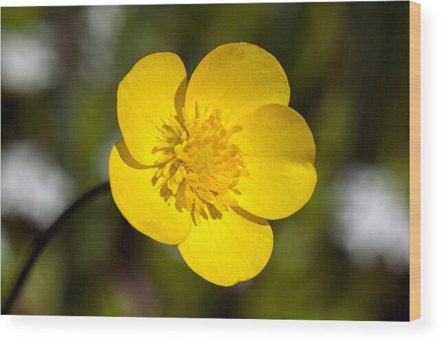 Bloom Wood Print featuring the photograph Creeping Buttercup Flower by Michael Russell