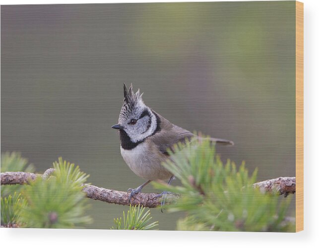 Crested Wood Print featuring the photograph Crested Tit Pine by Pete Walkden