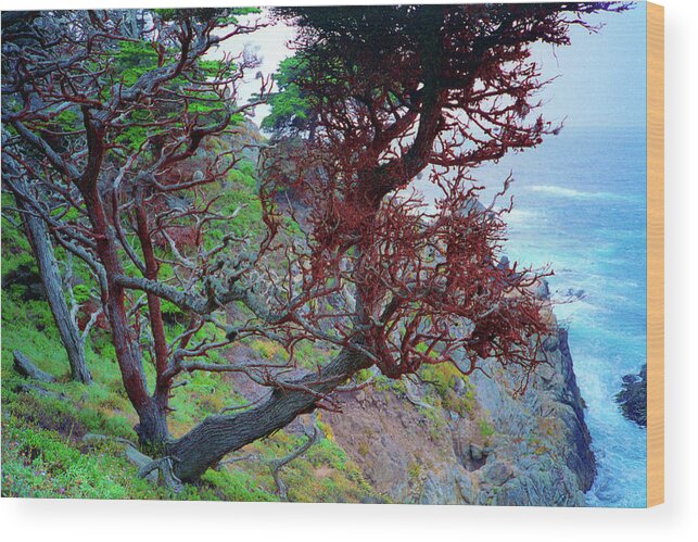 Cypress Wood Print featuring the photograph Cypress Tree Ocean Vew Point Lobos State Park Carmel California by Kathy Anselmo