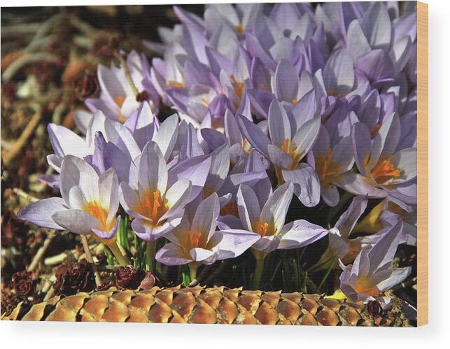 Crocuses Flowers Wood Print featuring the photograph Crocuses Serenade by Ed Riche