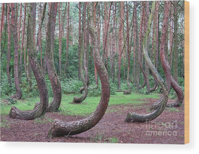 Forest Wood Print featuring the photograph Crooked Forest by Teresa Zieba