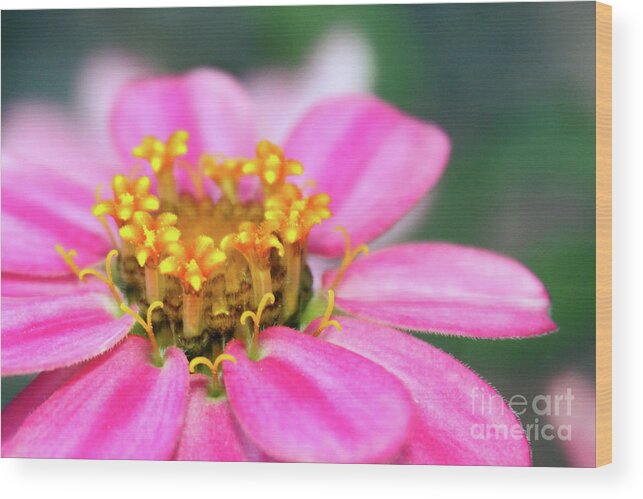 Flower Wood Print featuring the photograph Crowned Jewels by Kelly Holm