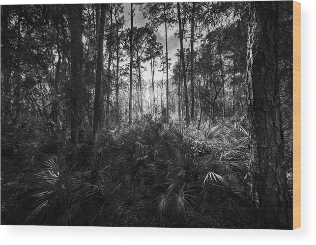 Booker Creek Wood Print featuring the photograph Crows Call by Marvin Spates