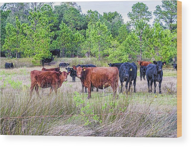 Agriculture Wood Print featuring the photograph Curiosity by Scott Hansen
