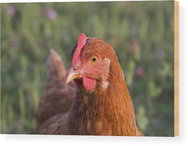 Chicken Curious Brown Red Green Grass Farm Rural Wood Print featuring the photograph Curious Chicken by Andrei Shliakhau