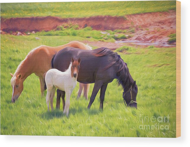 Horse Wood Print featuring the digital art Curious Colt And Mares by Sharon McConnell