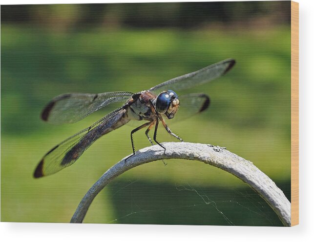 Dragonfly Wood Print featuring the photograph Curious Dragonfly by Kenneth Albin