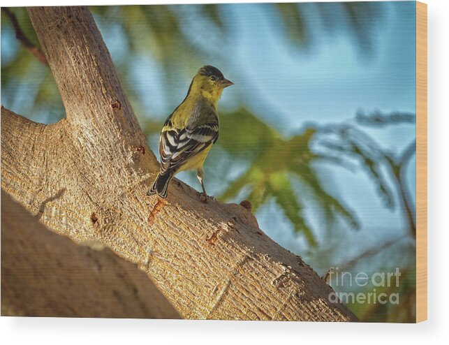  Yellow Wood Print featuring the photograph Curious Goldfinch by Robert Bales