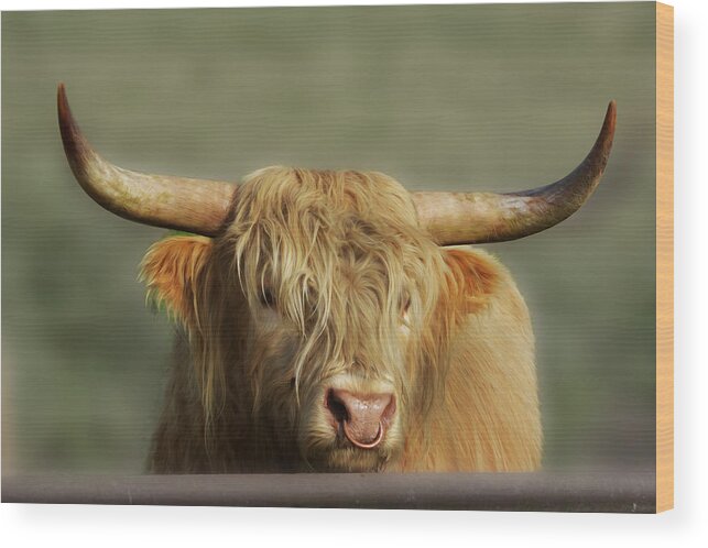 Highland Cow Wood Print featuring the photograph Curious Highlander by Veli Bariskan