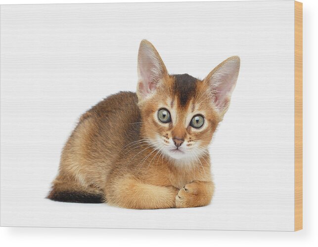 Cat Wood Print featuring the photograph Cute Abyssinian Kitty Funny Lying on Isolated White Background by Sergey Taran