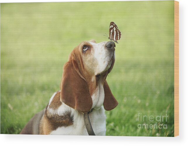 Dog Wood Print featuring the photograph Cute dog with butterfly on his nose by Jelena Jovanovic