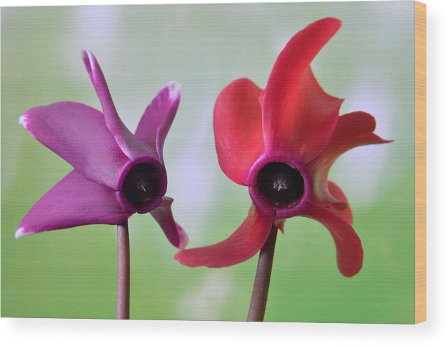 Cyclamen Wood Print featuring the photograph Cyclamen Duet. by Terence Davis
