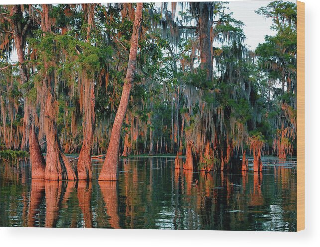 Cypress Wood Print featuring the photograph Cypress Grove by Nicholas Blackwell