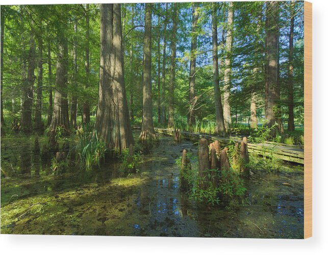 Tree Wood Print featuring the photograph Cypress Knees by Amanda Jones