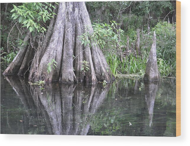 Landscapes Wood Print featuring the photograph Cypress Reflections by Jan Amiss Photography