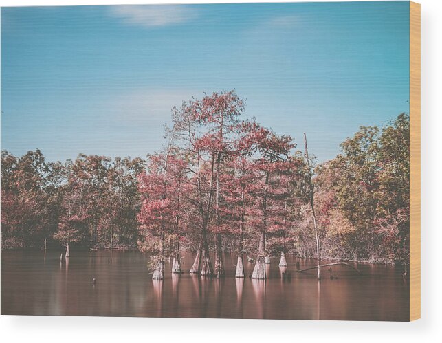 Louisiana Wood Print featuring the photograph Cypress trees in Lake by Mati Krimerman