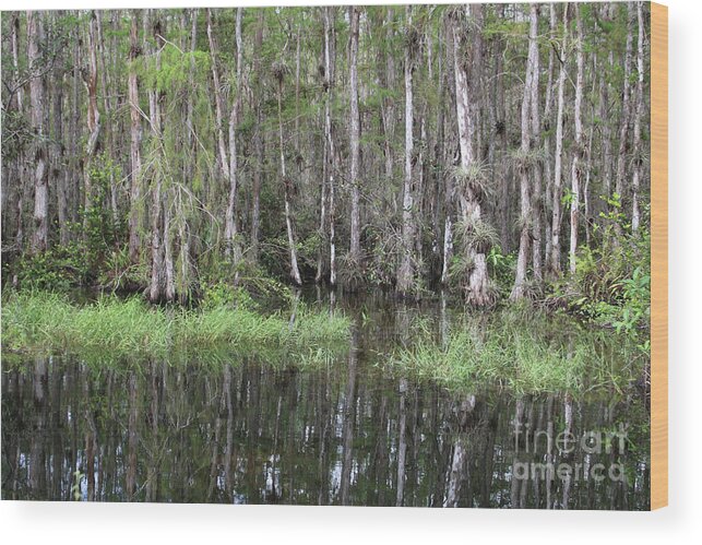 Cypress Swamps Wood Print featuring the photograph Cypress Trees Reflection by Carol Groenen