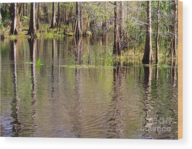 Cypress Trees Wood Print featuring the photograph Cypresses Reflection by Carol Groenen