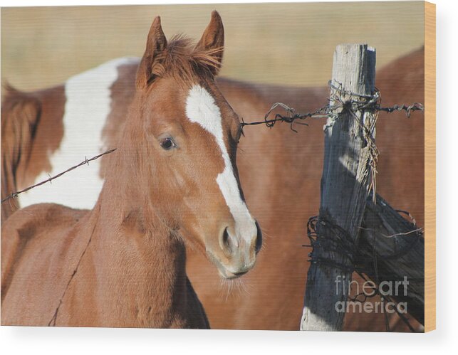 Colt Wood Print featuring the photograph Daddys Home by Pamela Walrath