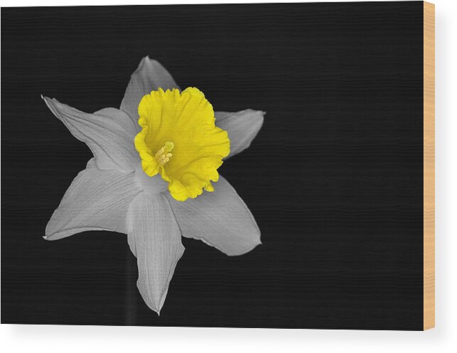 Daffodil Wood Print featuring the photograph Daffo the Dilly Isolation by Chris Day