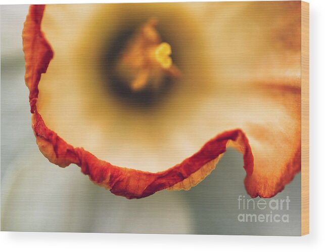 Yellow Wood Print featuring the photograph Daffodil Abstract by Darren Fisher