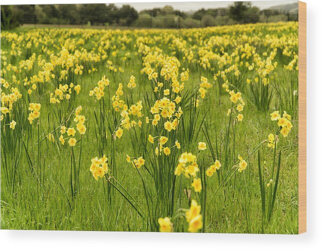 Nature Wood Print featuring the photograph Daffodil Delight by Weir Here And There